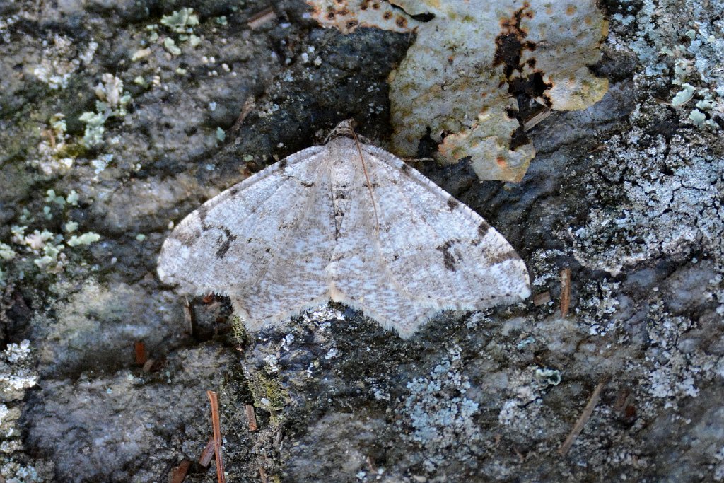 081 2015-07203673 Purgatory Chasm, MA.JPG - White Pine Angle (Macaria pinistrobata). Purgatory Chasm, MA, 7-20-2015